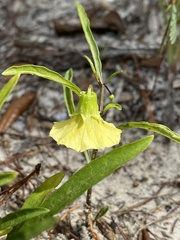 Physalis angustifolia