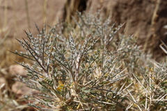 Astragalus spinosus