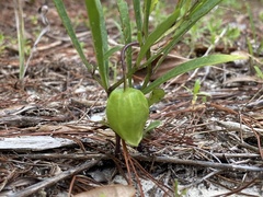 Physalis angustifolia
