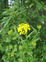 Erysimum aureum