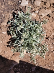 Oreocarya suffruticosa