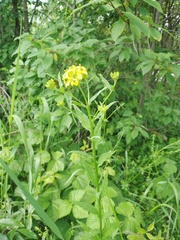 Erysimum aureum