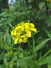 Erysimum aureum