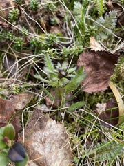 Pedicularis lapponica