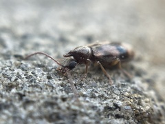 Notoxus conformis