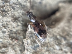 Notoxus conformis