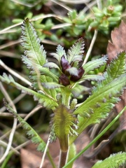 Pedicularis lapponica