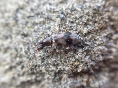 Notoxus conformis