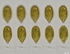 Trachelomonas crispa