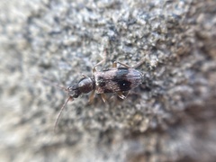 Notoxus conformis