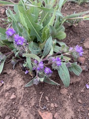 Phacelia humilis