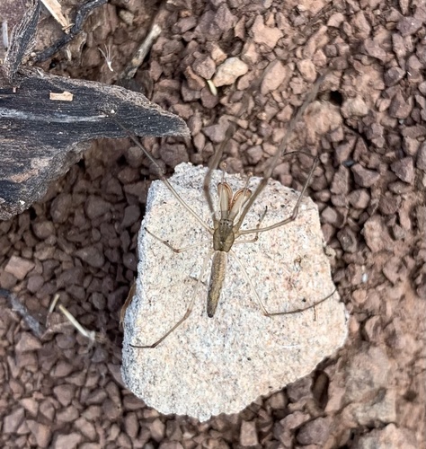 Silver Long-jawed Orbweaver photo 6