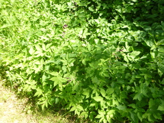 Geranium phaeum phaeum
