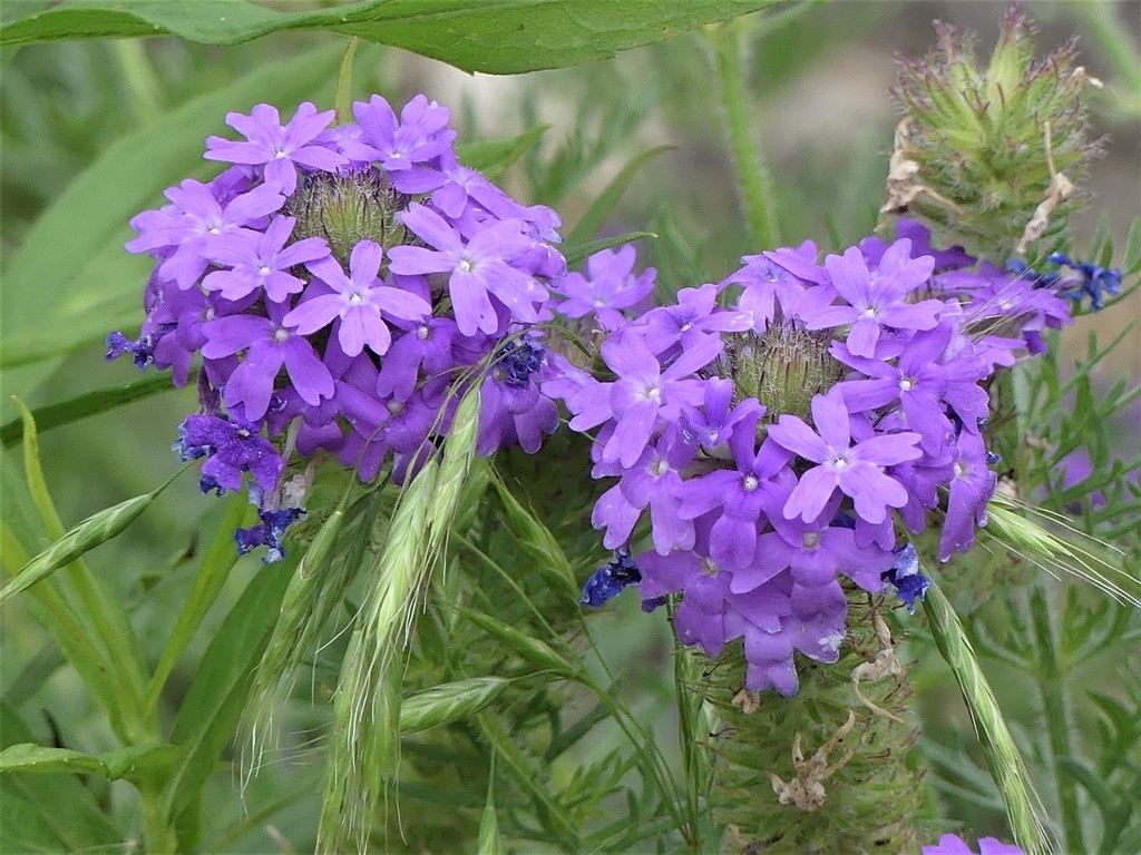 Dakota mock vervain from Richardson, TX, USA on June 03, 2022 at 01:26 ...