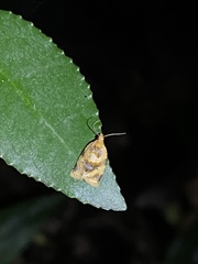 Adoxophyes privatana