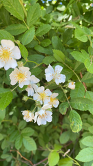 Rosa multiflora
