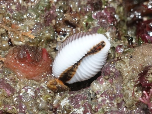 European cowrie