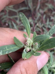 Chenopodium desiccatum