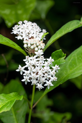 Asclepias perennis