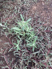 Chenopodium desiccatum