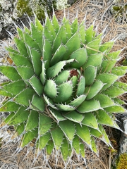 Agave horrida