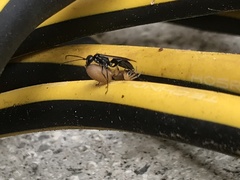 Auplopus carbonarius