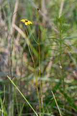 Coreopsis linifolia