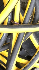 Auplopus carbonarius