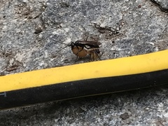 Auplopus carbonarius