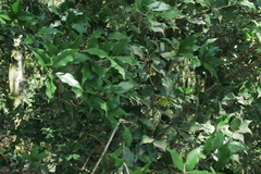 Osmanthus enervius