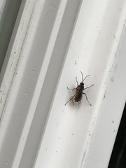 Auplopus carbonarius