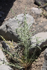 Achillea fragrantissima