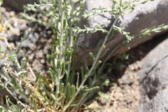 Achillea fragrantissima