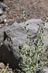 Achillea fragrantissima