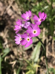 Primula farinosa