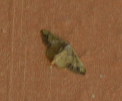 Idaea kendallaria