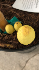 Leucocoprinus birnbaumii image