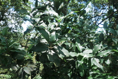 Osmanthus enervius