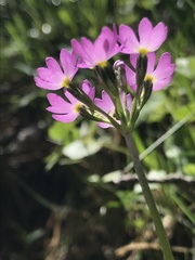 Primula farinosa