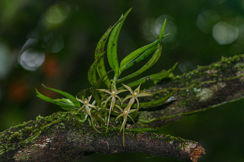 Angraecum cultriforme image