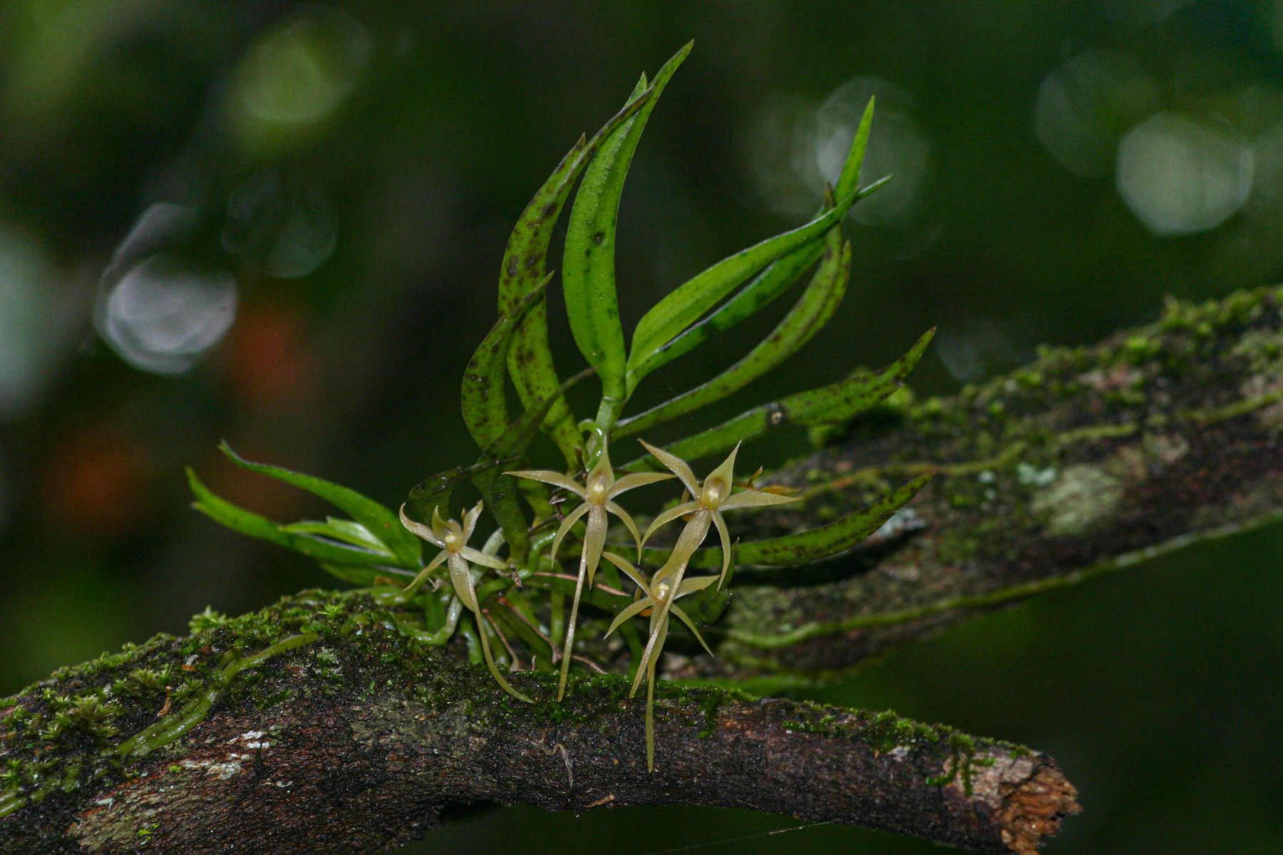 Angraecum cultriforme Summerh. 3