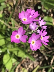 Primula farinosa