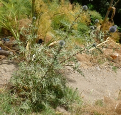 Echinops bovei