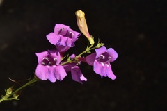 Penstemon heterophyllus purdyi