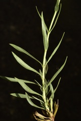 Penstemon heterophyllus purdyi