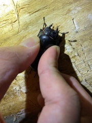 Dorcus hopei hopei
