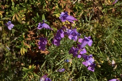 Penstemon heterophyllus purdyi