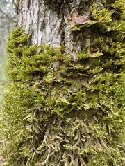 Neckera pennata image