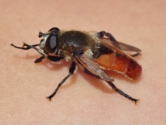 Polydontomyia curvipes