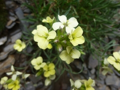 Erysimum grandiflorum